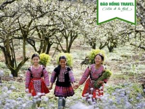 TOUR MỘC CHÂU - ĐỒI CHÈ TRÁI TIM - RỪNG THÔNG BẢN ÁNG GIÁ RẺ UY TÍN 2026