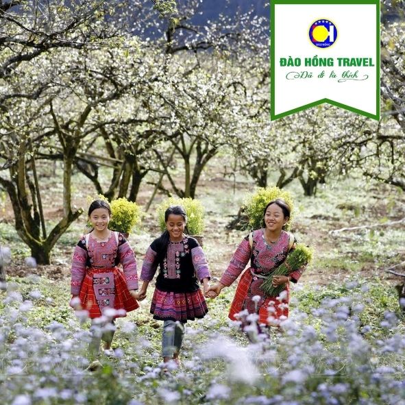 TOUR MỘC CHÂU - ĐỒI CHÈ TRÁI TIM - RỪNG THÔNG BẢN ÁNG GIÁ RẺ UY TÍN 2026