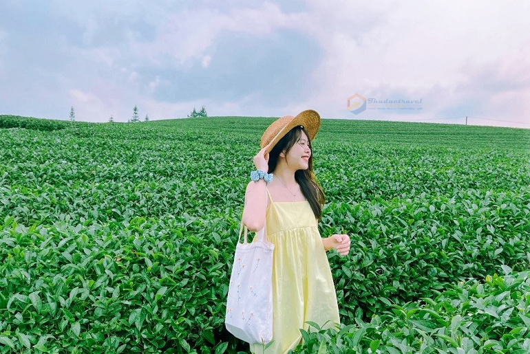 TOUR MỘC CHÂU - ĐỒI CHÈ TRÁI TIM - RỪNG THÔNG BẢN ÁNG GIÁ RẺ UY TÍN 2026 - Ảnh 3